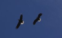 IMG_0004.jpg