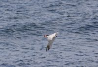 IMG_0004.jpg