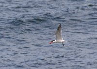 IMG_0005.jpg
