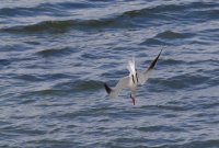 IMG_0009.jpg