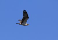 IMG_0001.jpg
