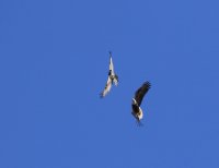 IMG_0003.jpg