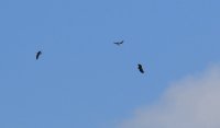 IMG_0007.jpg