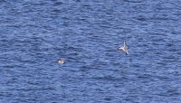 IMG_0001.jpg