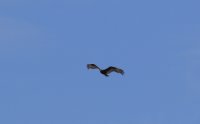 IMG_0002.jpg