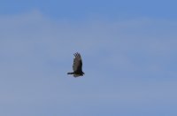 IMG_0003.jpg