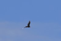 IMG_0004.jpg