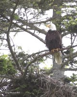 6-3-2017 pt edwards eagle and nest 1543.JPG