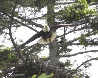 6-3-2017 pt edwards eagle and nest 1550.JPG