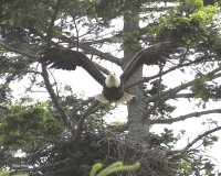 6-3-2017 pt edwards eagle and nest 1551.JPG