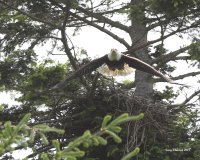 6-3-2017 pt edwards eagle and nest 1552.JPG