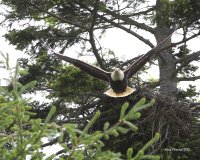 6-3-2017 pt edwards eagle and nest 1553.JPG