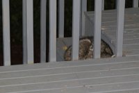 IMG_0003.jpg