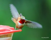 6-12-2017 rufous_1785c2_filtered.jpg 6-12-2017 rufous_1785c2_filtered.jpg