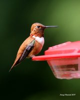 6-13-2017 Rufous male_1848.JPG 6-13-2017 Rufous male_1848.JPG