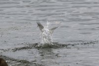 IMG_0003.jpg