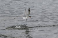 IMG_0004.jpg