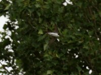 IMG_0002.jpg