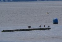 IMG_0005.jpg