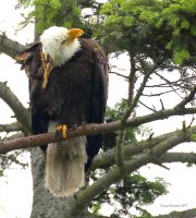 6-19-2017 Woodway Chinook Eagle.JPG 6-19-2017 Woodway Chinook Eagle.JPG