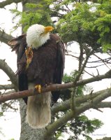 6-19-2017 Woodway Chinook Eagle1877.JPG 6-19-2017 Woodway Chinook Eagle1877.JPG