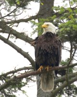 6-19-2017 Woodway Chinook Eagle1879.JPG 6-19-2017 Woodway Chinook Eagle1879.JPG