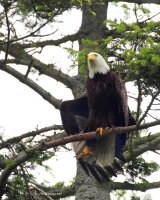 6-19-2017 Woodway Chinook Eagle1891.JPG 6-19-2017 Woodway Chinook Eagle1891.JPG
