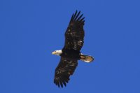 IMG_0005.jpg