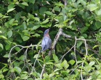 IMG_0004.jpg