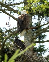 6-26-2017 pt edwards mom and baby_1963.JPG