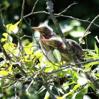 6-29-2017 green heron chicks_2135.JPG 6-29-2017 green heron chicks_2135.JPG