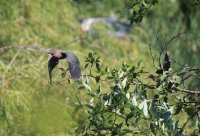IMG_0002.jpg