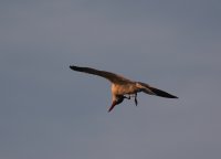 IMG_0001.jpg