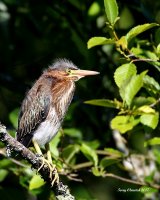 6-30-2017 grn heron at Sprague Pond_2228.JPG