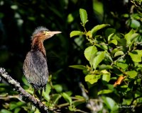 6-30-2017 grn heron at Sprague Pond_2246.JPG