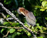 6-30-2017 grn heron at Sprague Pond_2262.JPG