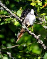 6-30-2017 grn heron at Sprague Pond_2275.JPG