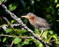 6-30-2017 grn heron at Sprague Pond_2233.JPG