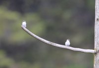 IMG_0001.jpg