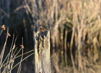 IMG_0004.jpg