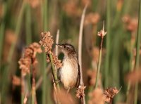 IMG_0003.jpg
