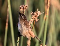 IMG_0004.jpg