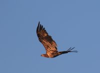 IMG_0001.jpg