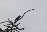 IMG_0004.jpg