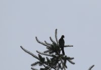 IMG_0005.jpg