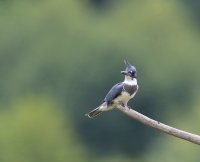 IMG_0001.jpg