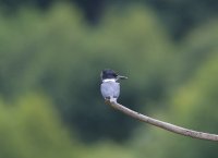 IMG_0005.jpg