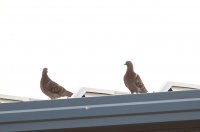 IMG_0003.jpg