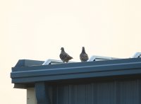 IMG_0004.jpg
