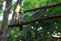 IMG_0001.jpg